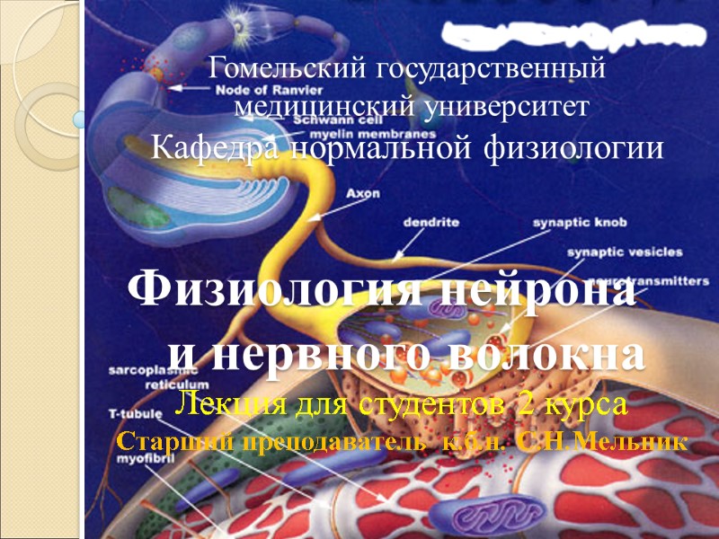 Гомельский государственный            